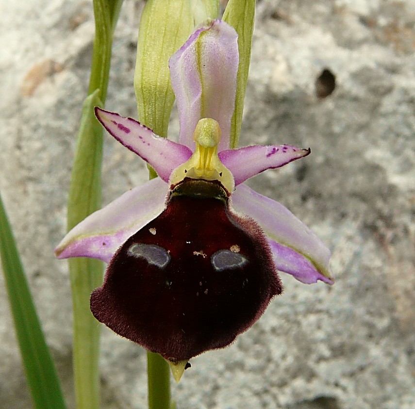 Ophrys biscutella